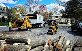 How Our Tree Care Process Works  in  Villa Hills, KY