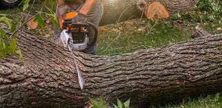 Best Stump Grinding and Removal  in Villa Hills, KY