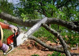 Best Fruit Tree Pruning  in Villa Hills, KY