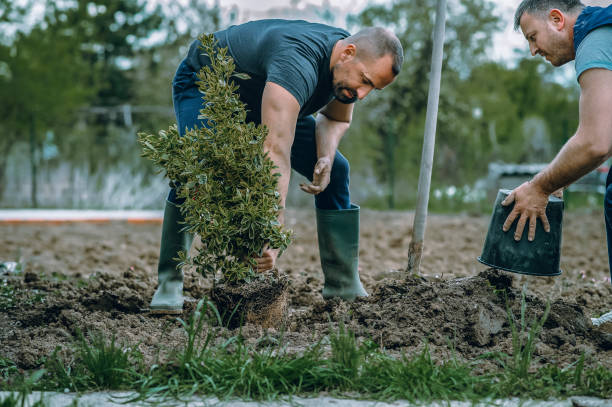 Best Lawn Pest Prevention  in Villa Hills, KY
