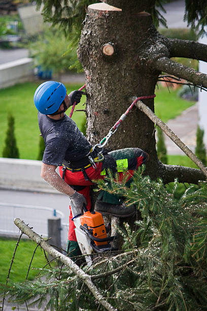 Best Seasonal Cleanup (Spring/Fall)  in Villa Hills, KY