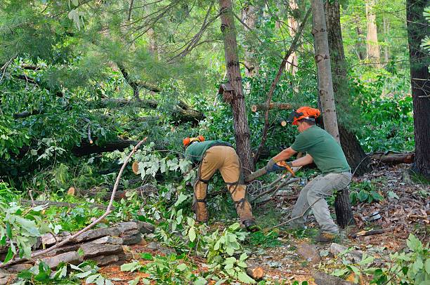  Villa Hills, KY Tree Services Pros