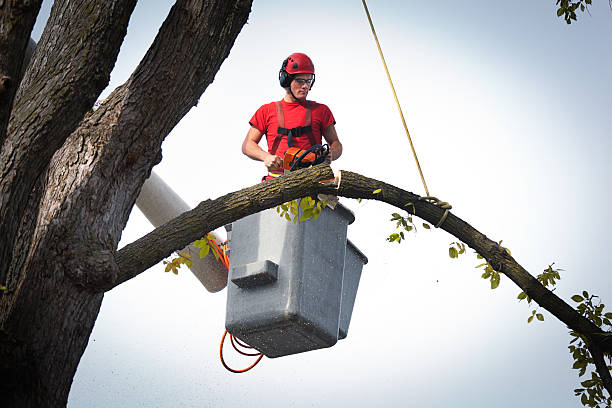 Best Hazardous Tree Removal  in Villa Hills, KY