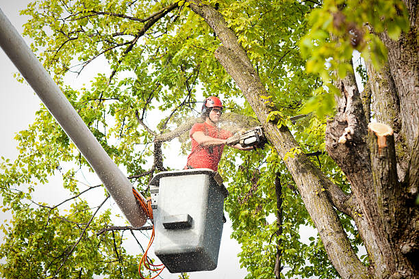 Best Commercial Tree Services  in Villa Hills, KY