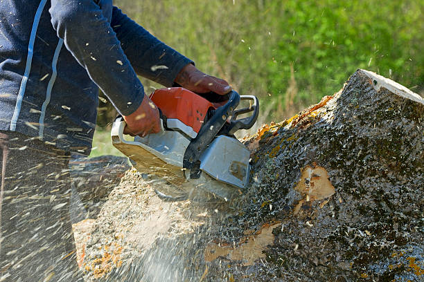 Best Firewood Processing and Delivery  in Villa Hills, KY